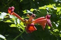 close-up: orange trumpet creeper flowers Royalty Free Stock Photo