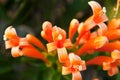 Close up Orange trumpet, Flame flower, Fire-cracker vine Royalty Free Stock Photo