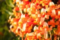 Close up Orange trumpet, Flame flower, Fire-cracker vine Royalty Free Stock Photo