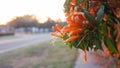 Close up - Orange trumpet flower Royalty Free Stock Photo