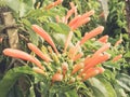 Close up orange trumpet Royalty Free Stock Photo