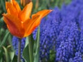 Orange and Pink tulip with Grape Hyacinth Royalty Free Stock Photo