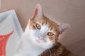 Close up orange and white tabby cat Royalty Free Stock Photo