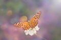 Close-up of an orange wild butterfly on a field flower in a beautiful fairy toning