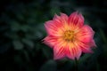 Close-up of Orange-yellow Dahlia, colorful flower is blooming on a dark green background. Royalty Free Stock Photo