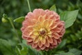 Close up of an orange yellow Dahlia flower Royalty Free Stock Photo