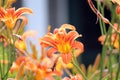 Close Up of Orange and Yellow Daylilies in Various Stages of Bloom