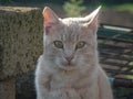 Close up of an orange yellow eye cat Royalty Free Stock Photo