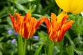 Close-up of orange and yellow flowers against a green background, creating a floating effect. Royalty Free Stock Photo