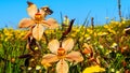 Close up  of orange and yellow flowers in a meadow with a bug sitting on the one flower. Royalty Free Stock Photo