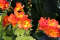 Close Up of Orange and Yellow Freesia Flowers and Buds