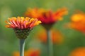 Close-up of an orange and yellow gaillardia flower with a field of flowers bokeh background Royalty Free Stock Photo