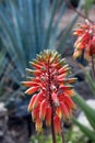 Close up of the orange, yellow and green flower buds of an Aloe Sheilae plant in Arizona Royalty Free Stock Photo