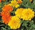 Close-up of orange and yellow marigolds in a flowerbed Royalty Free Stock Photo