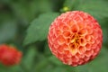 Close up of an Orange and Yellow Pom Pom Dahlia Flower Blooming in Summer time