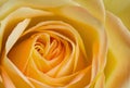 Close up orange and yellow rose