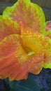 Yellow and Orange Tiger Lilly Royalty Free Stock Photo