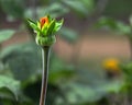 Close-up of Orange Zinnia Bud Royalty Free Stock Photo