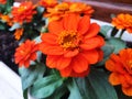 Close up of orange zinnia flowers