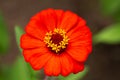 close up of orange zinnias flower Royalty Free Stock Photo