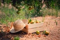 Close-Up of an Oranges in a Basket With Straw Hat at Organic Farm, Agriculturist Occupation , Agriculture and Harvesting Concept