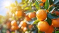 Close-up of oranges growing in an orange grove under bright sun and blue sky generated by AI.