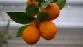 Close up oranges in the tree Royalty Free Stock Photo