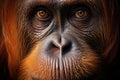 Close Up of a Orangutan Face