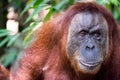 Close up of orangutan