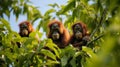 Close up of orangutan family with rainforest treetops background