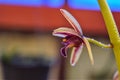 Close-up with orchid and background on a rainy day Royalty Free Stock Photo
