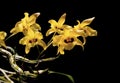 Close-up of orchid flower, Dendrobium friedericksianum Rchb.f