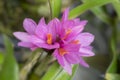 Close-up of orchid flower, Dendrobium secundum Blume Lindl Royalty Free Stock Photo