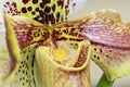 Close-up of an orchid flower Lady Slipper, Paphiopedilum Royalty Free Stock Photo