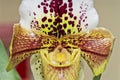 Close-up of an orchid flower Lady Slipper, Paphiopedilum Royalty Free Stock Photo