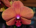 Close up of an orchid flower with multiple colors Royalty Free Stock Photo
