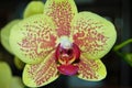 Close up of an orchid flower with multiple colors Royalty Free Stock Photo