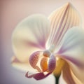 Close up of orchid flower. Nature background. Soft focus.