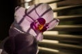 Close up of orchid flower in shadows of window shades