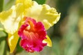 Close up Orchid flower in tropical garden Royalty Free Stock Photo