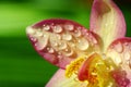 Close up orchid in garden, colorful flower