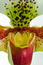 Close up of orchid (Paphiopedilum