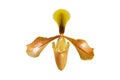 Close - up of orchid (Paphiopedilum Maudiae) isolated on white background - clipping paths