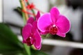 close up orchid phalenopsis deep pink Royalty Free Stock Photo