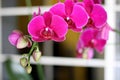 Close up orchid phalenopsis deep pink Royalty Free Stock Photo