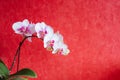 Close up of orchid white and pink colors in red backgroud. Royalty Free Stock Photo