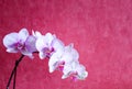 Close up of orchid white and pink colors with isolated pink color background Royalty Free Stock Photo