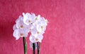 Close up of orchid white and pink colors in red backgroud. Royalty Free Stock Photo