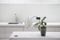 Close up of Orchidee or phalaenopsis in bright modern kitchen with white countertops Royalty Free Stock Photo