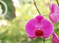 Close up of orchids bouquet with natural background, beautiful blooming orchid flower in the garden